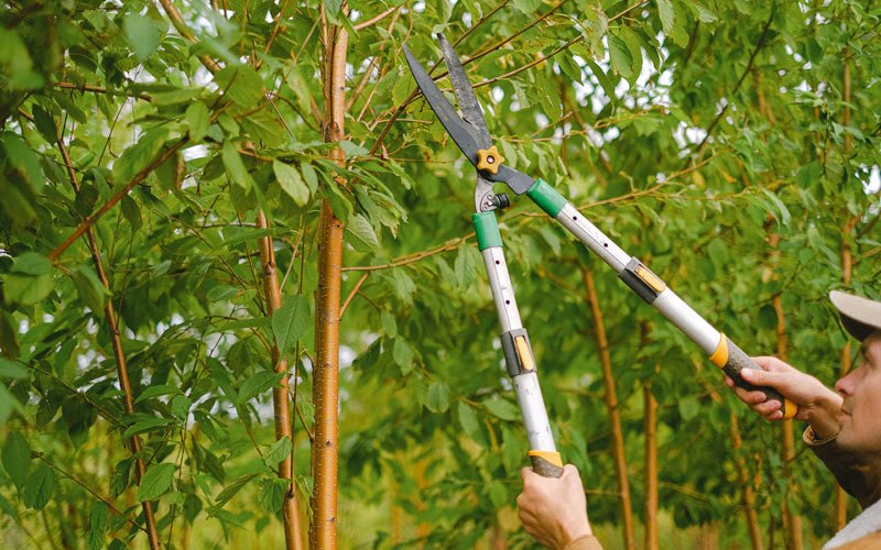 Tree trimming in Greenville, WV