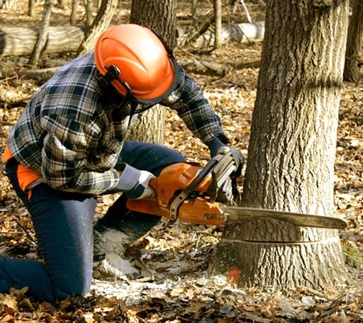 Tree Removal in Greenville, WV